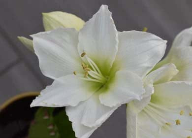 White Amaryllis Barbados Seeds for Planting – Heirloom, Non-GMO, High Germination Organic Garden Seeds
