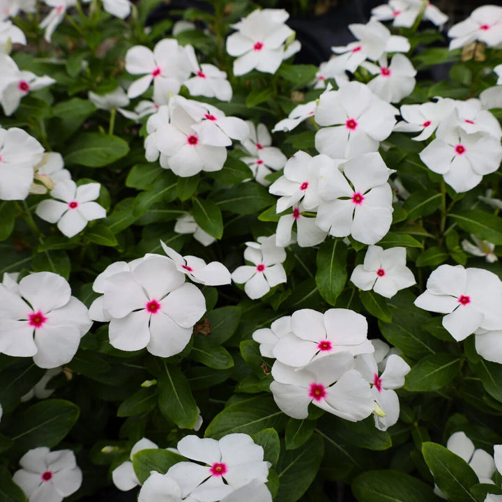 White Vinca Rosea Flower Seeds for Planting – Heirloom Non-GMO, High Germination Organic Garden Seeds
