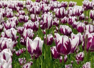 White Violet Tulip Flower Seeds for Planting – Heirloom, Non-GMO, High Germination Seeds