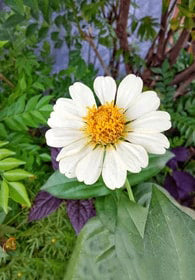 White Yellow Zinnia Flower Seeds for Planting – Cut Flower Favorite, Heirloom & Non-GMO Home Garden Seeds