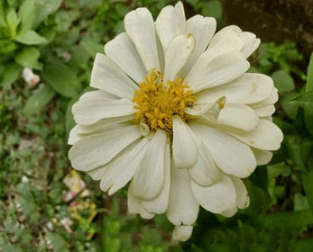 White Yellow Zinnia Flower Seeds for Planting – Cut Flower Favorite, Heirloom & Non-GMO Home Garden Seeds