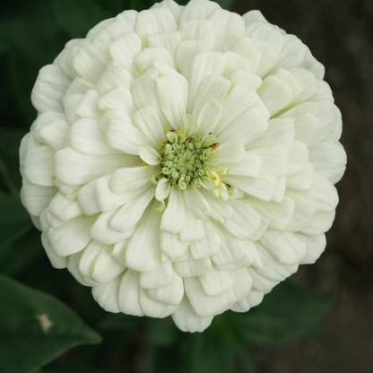 White Green Zinnia Flower Seeds for Planting – Wildflower Mix, Heirloom, Non-GMO for Home Garden