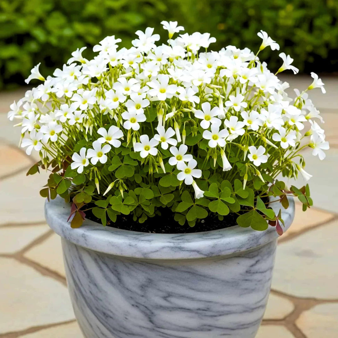 White Oxalis Laciniata Flower Seeds for Planting – Heirloom, Non-GMO, Shade Tolerant, High Germination