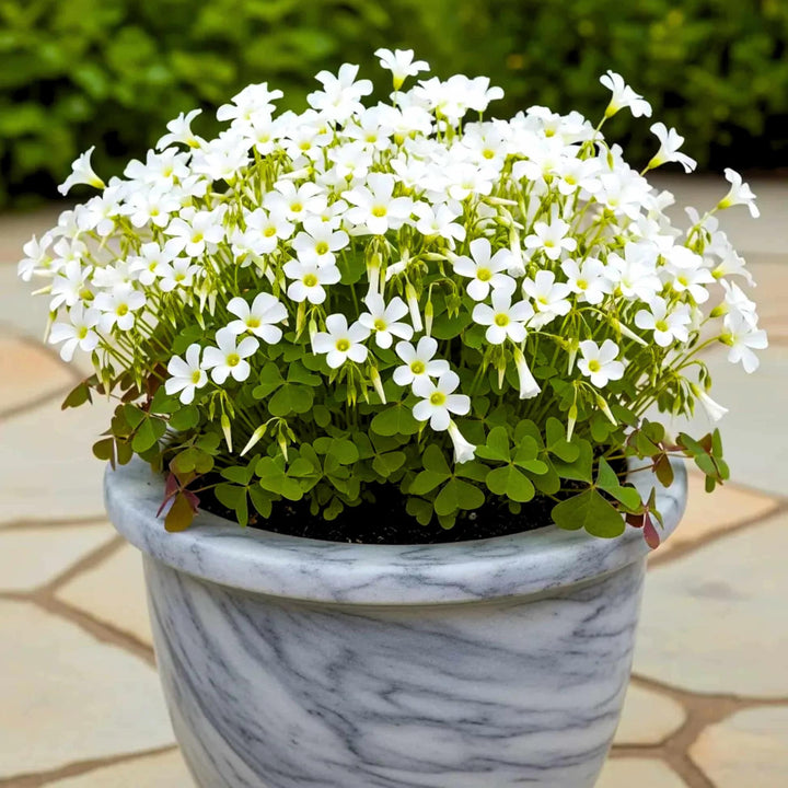 White Oxalis Laciniata Flower Seeds for Planting – Heirloom, Non-GMO, Shade Tolerant, High Germination