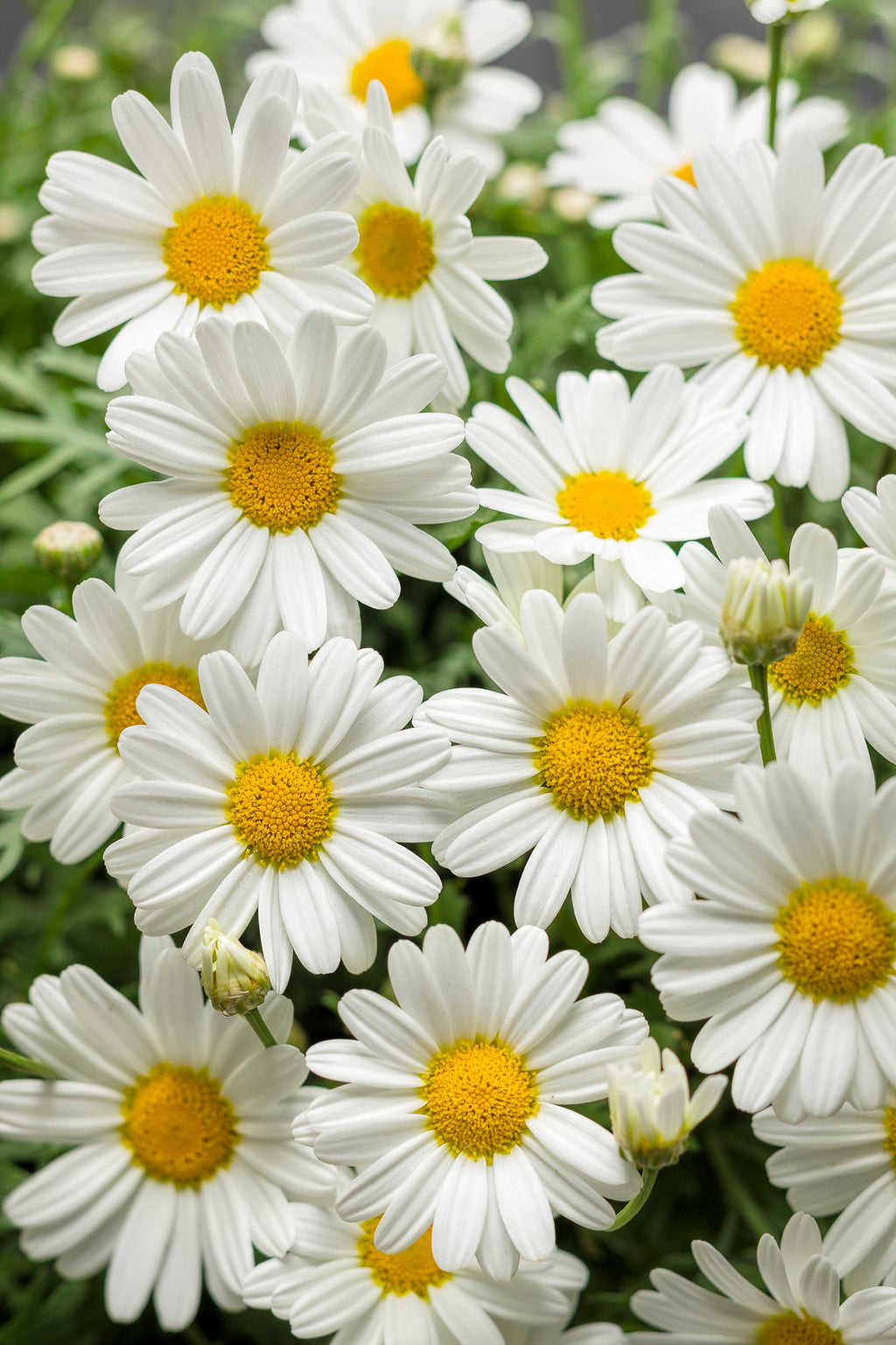 Yellow White Argyranthemum Flower Seeds for Planting – Heirloom Non-GMO, High Germination Organic Garden Seeds