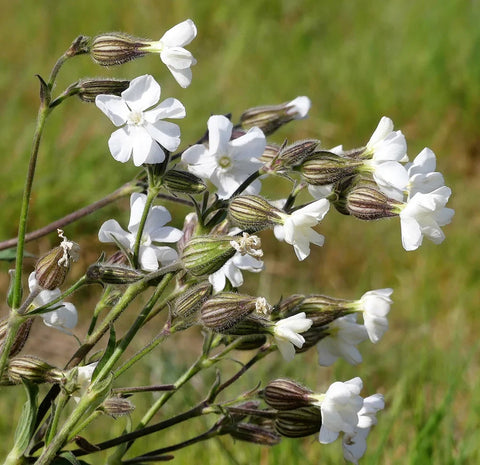 Flower Seeds, Seeds,Seeds For Planting,Plant Seeds