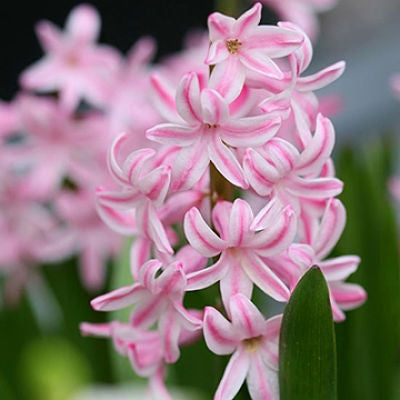 Light Pink Hyacinth Flower Seeds for Planting – Heirloom, Non-GMO, Easy to Grow Organic Garden Seeds