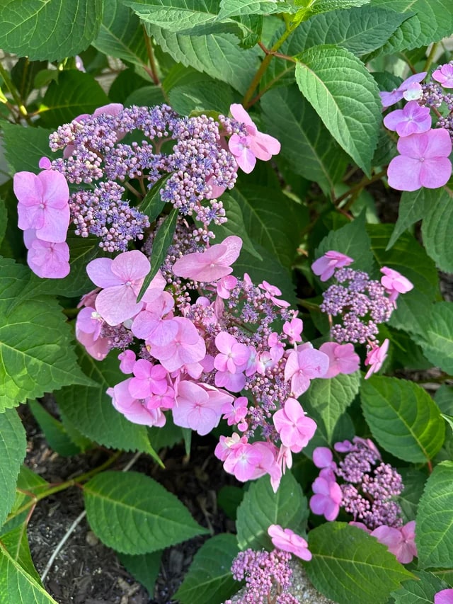 Baby Pink Nasturtium Flower Seeds – Heirloom, Non-GMO, High Germination Organic Garden Seeds