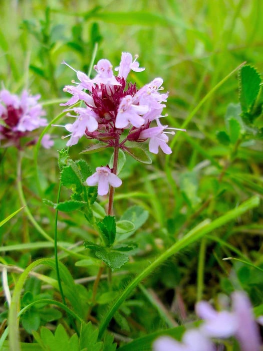 Thymus Serpyllum Flower Seeds for Planting – Heirloom, Non-GMO, High Germination