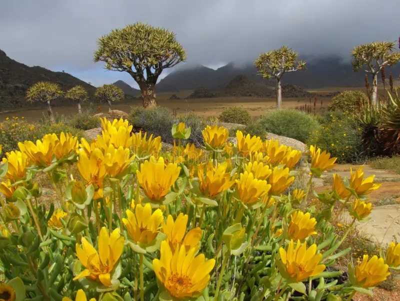 Yellow Aloe Dichotoma Flower Seeds for Planting – Heirloom Non-GMO Organic Garden Seeds