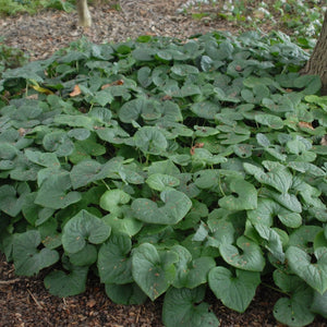 Flower Seeds, Seeds,Seeds For Planting,Plant Seeds