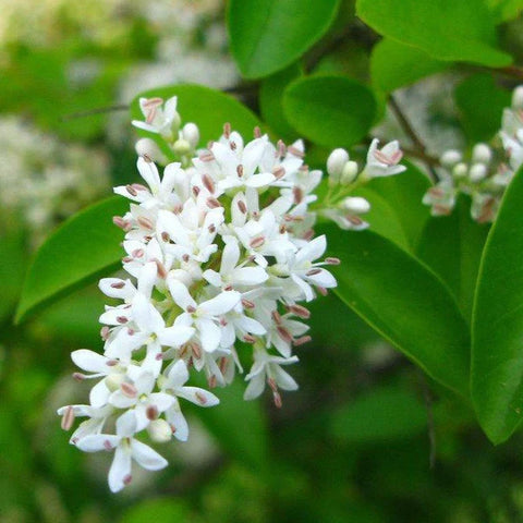 Flower Seeds, Seeds,Seeds For Planting,Plant Seeds