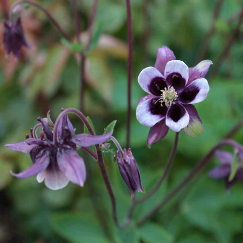 Flower Seeds, Seeds,Seeds For Planting,Plant Seeds