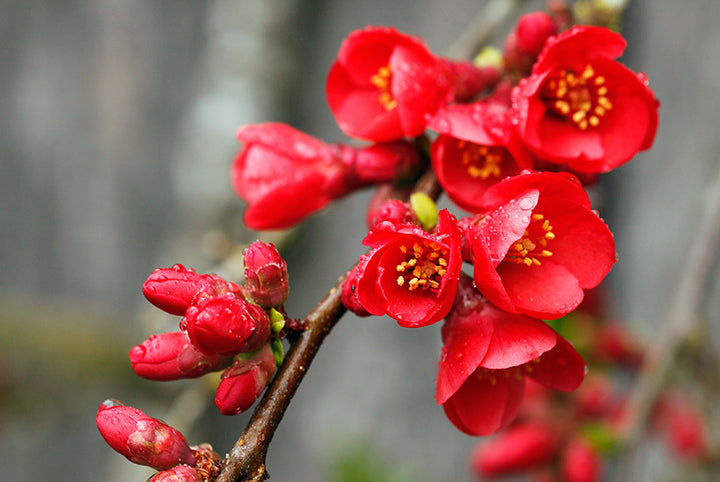 Red Chimonanthus Flower Seeds for Planting – Heirloom Non-GMO, High Germination Organic Garden Seeds