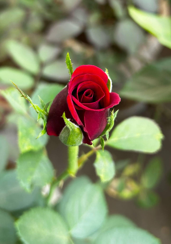 Rose Balcony Flower Seeds for Planting - Fragrant Blossoms, Heirloom & Non-GMO High Germination Organic Garden Seeds