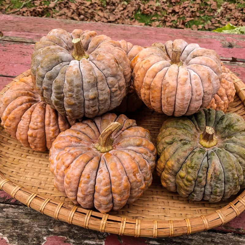 Futsu Squash Seeds for Planting – Heirloom, Non-GMO, Nutty-Flavored Winter Vegetable – High Germination