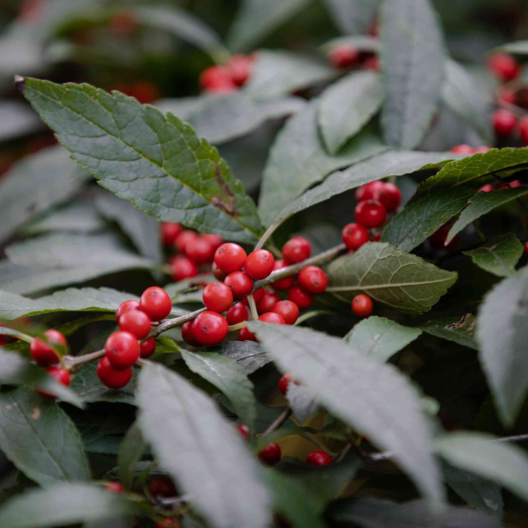 Winterberry Holly fruit seeds for planting – Heirloom & Non-GMO garden seeds, ornamental berry shrub variety