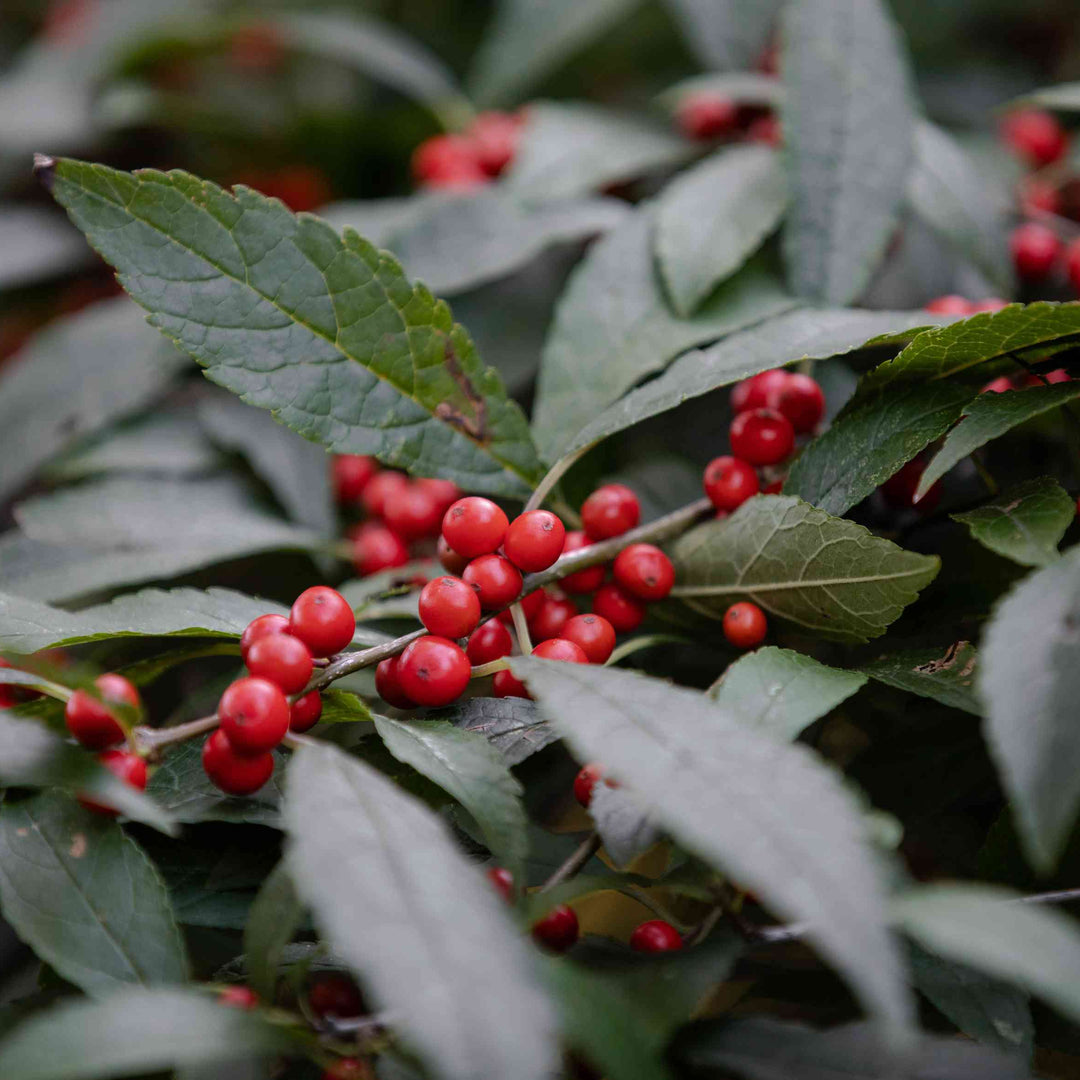 Winterberry Holly fruit seeds for planting – Heirloom & Non-GMO garden seeds, festive ornamental berry variety