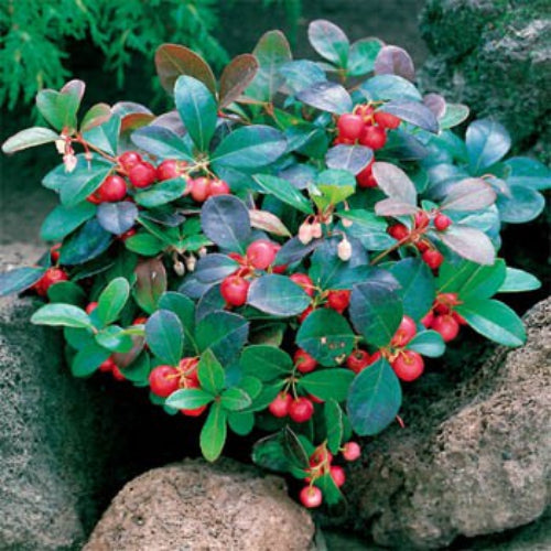 Red Wintergreen fruit seeds for planting – Heirloom & Non-GMO garden seeds for cool-season berry lovers