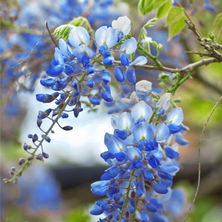 Blue Wisteria Flower Seeds for Planting – Heirloom Non-GMO High Germination Organic Garden Seeds