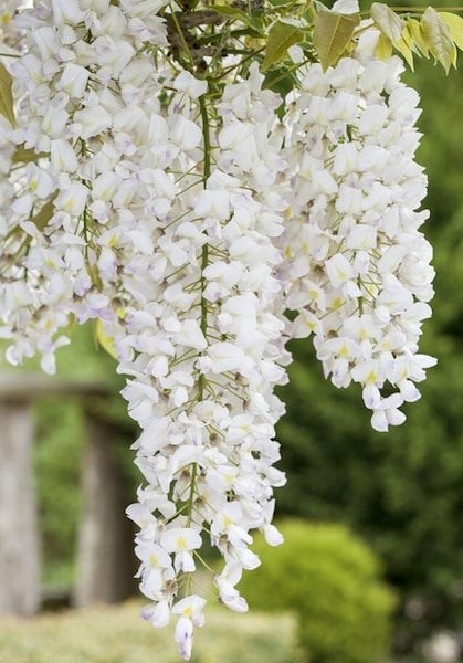 White Wisteria Flower Seeds for Planting – Heirloom Non-GMO, High Germination Organic Garden Seeds