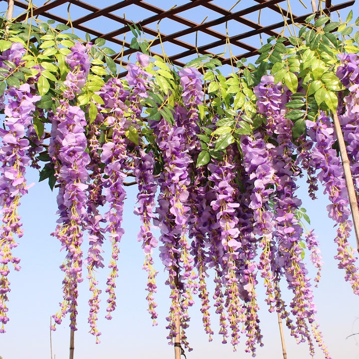Mixed Wisteria Flower Seeds for Planting – Heirloom, Non-GMO, Perfect for Borders & Home Garden