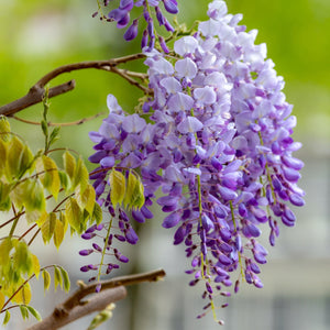 Flower Seeds, Seeds,Seeds For Planting,Plant Seeds