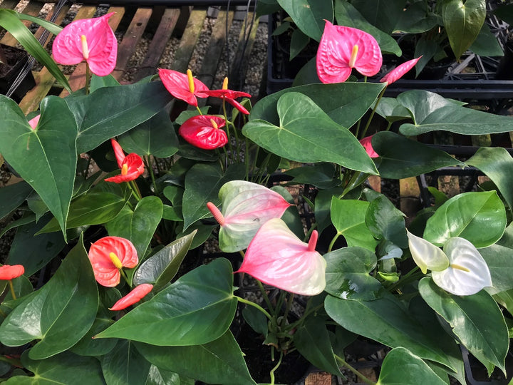 Mixed Anthurium Andraeanum Flower Seeds for Planting – Heirloom Non-GMO, High Germination Organic Garden Seeds