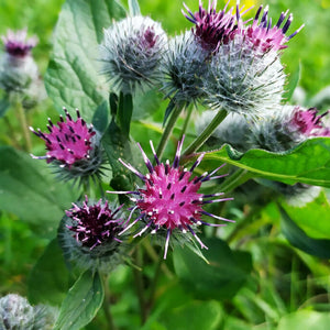 Flower Seeds, Seeds,Seeds For Planting,Plant Seeds