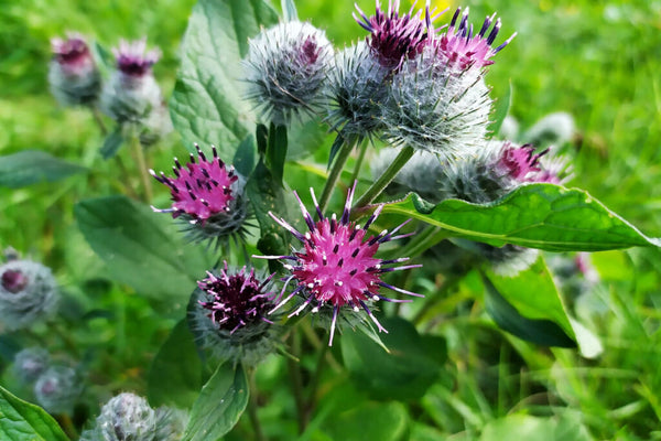Flower Seeds, Seeds,Seeds For Planting,Plant Seeds