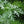 Absinthe Wormwood Herb Seeds for Planting – Heirloom, Non-GMO, Organic Garden Seeds with High Germination Rate