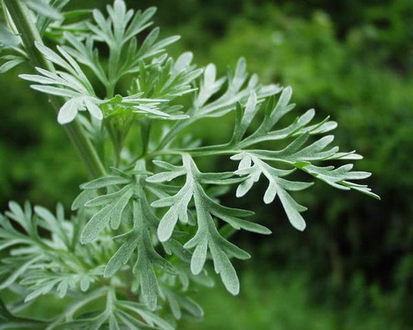 Absinthe Wormwood Herb Seeds for Planting – Heirloom, Non-GMO, Organic Garden Seeds with High Germination Rate