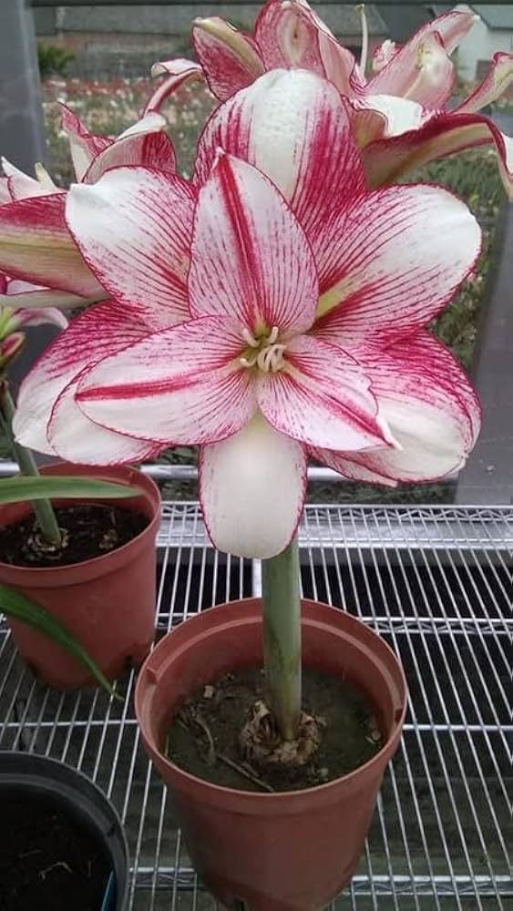 White Pink Amaryllis Flower Seeds for Planting | Sun-Loving, Heirloom, Non-GMO, High Germination Organic Garden Seeds