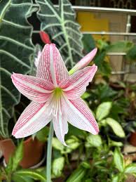 White Pink Amaryllis Flower Seeds for Planting | Sun-Loving, Heirloom, Non-GMO, High Germination Organic Garden Seeds