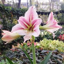 White Pink Amaryllis Flower Seeds for Planting | Sun-Loving, Heirloom, Non-GMO, High Germination Organic Garden Seeds