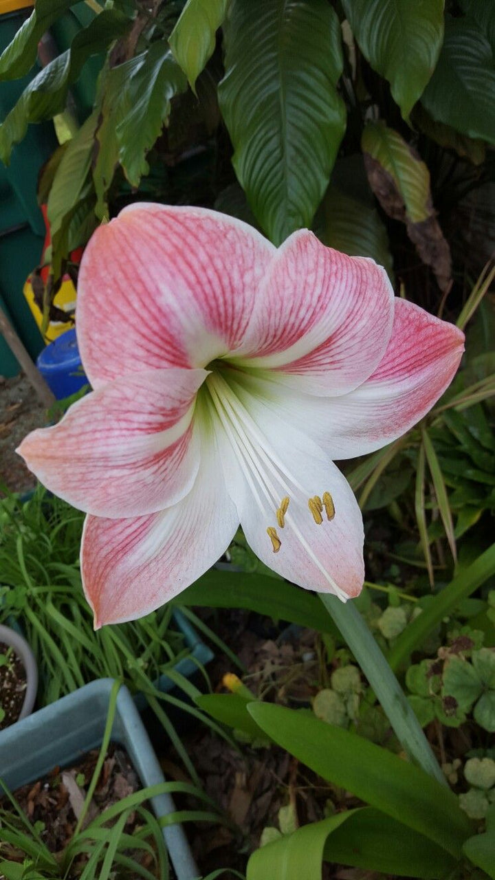 White Pink Amaryllis Flower Seeds for Planting | Sun-Loving, Heirloom, Non-GMO, High Germination Organic Garden Seeds