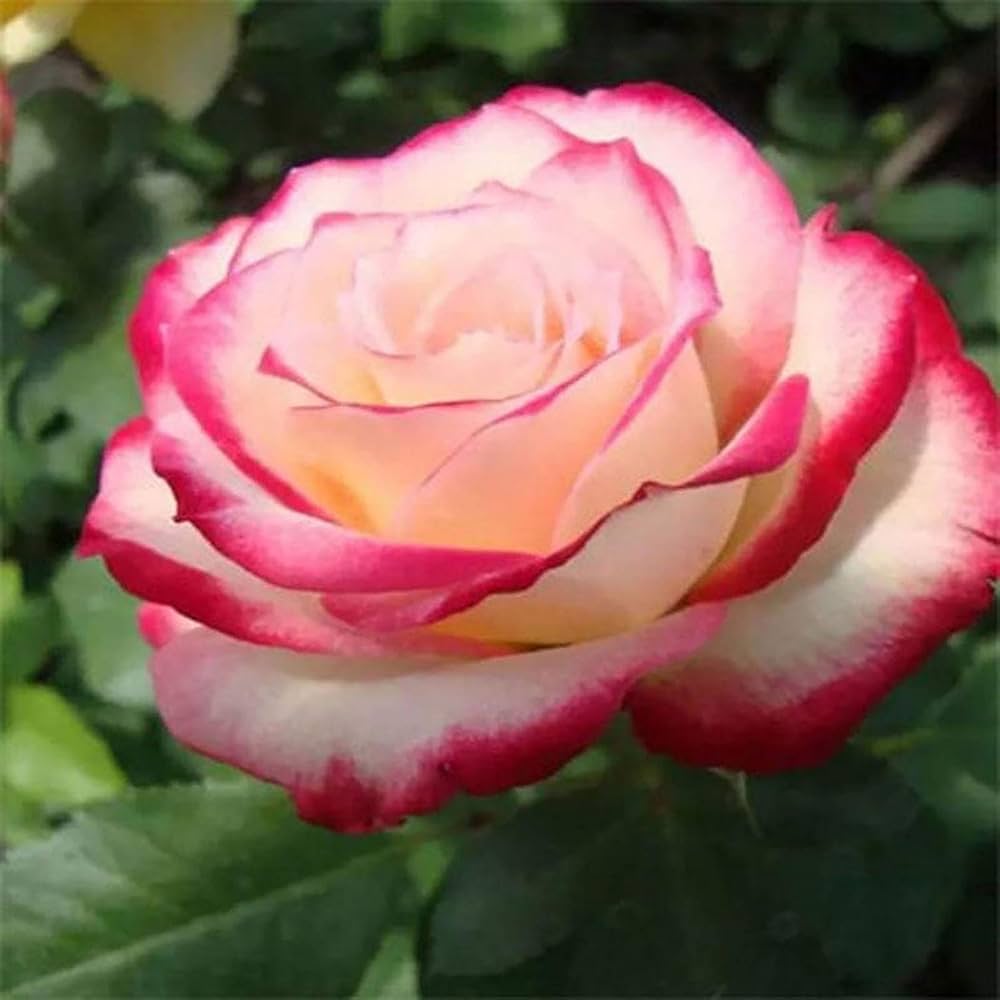 White Pink Rose Flower Seeds for Planting – Heirloom, Non-GMO, High Germination Organic Garden Seeds – Easy to Grow