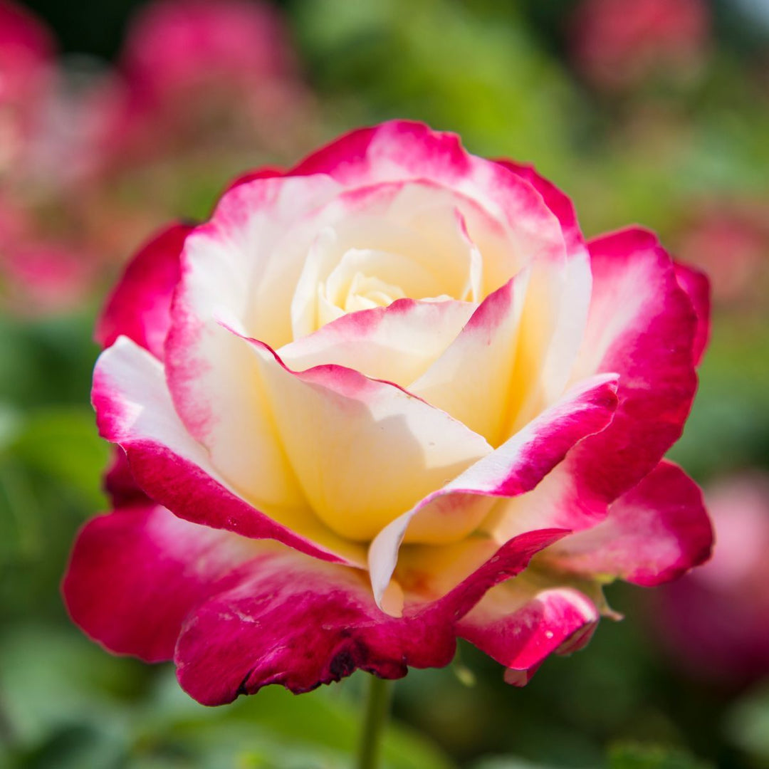 White Pink Rose Flower Seeds for Planting – Heirloom, Non-GMO, High Germination Organic Garden Seeds – Easy to Grow