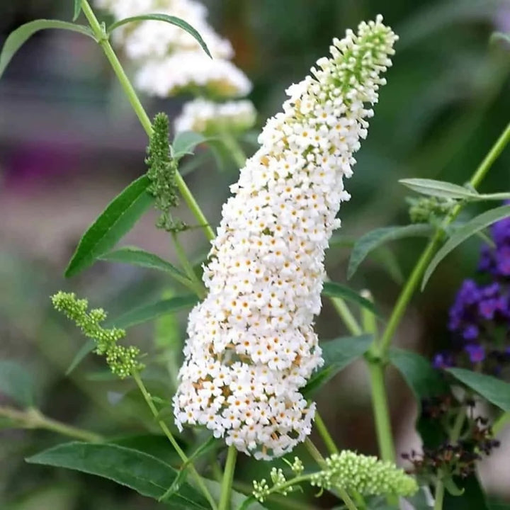 White Buddleja Flower Seeds for Planting – Heirloom, Non-GMO, High Germination Organic Garden Seeds