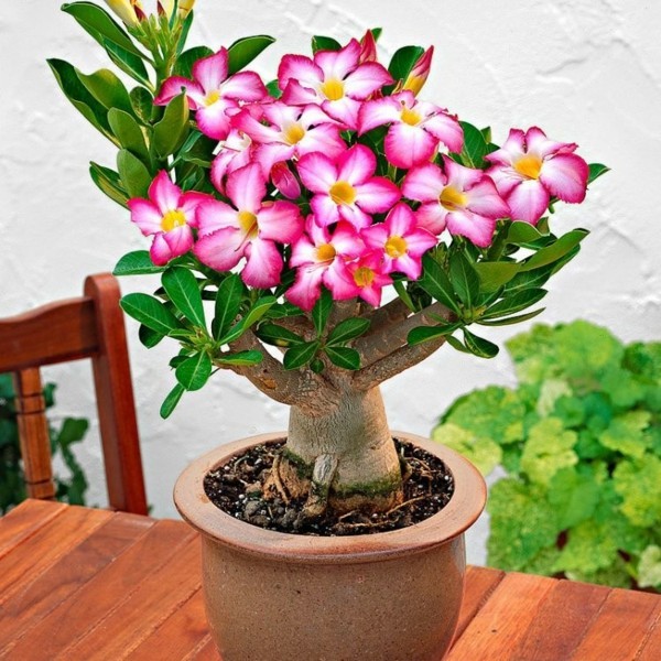 Wüstenrose Flower Seeds for Planting – Heirloom Non-GMO, High Germination Organic Garden Seeds
