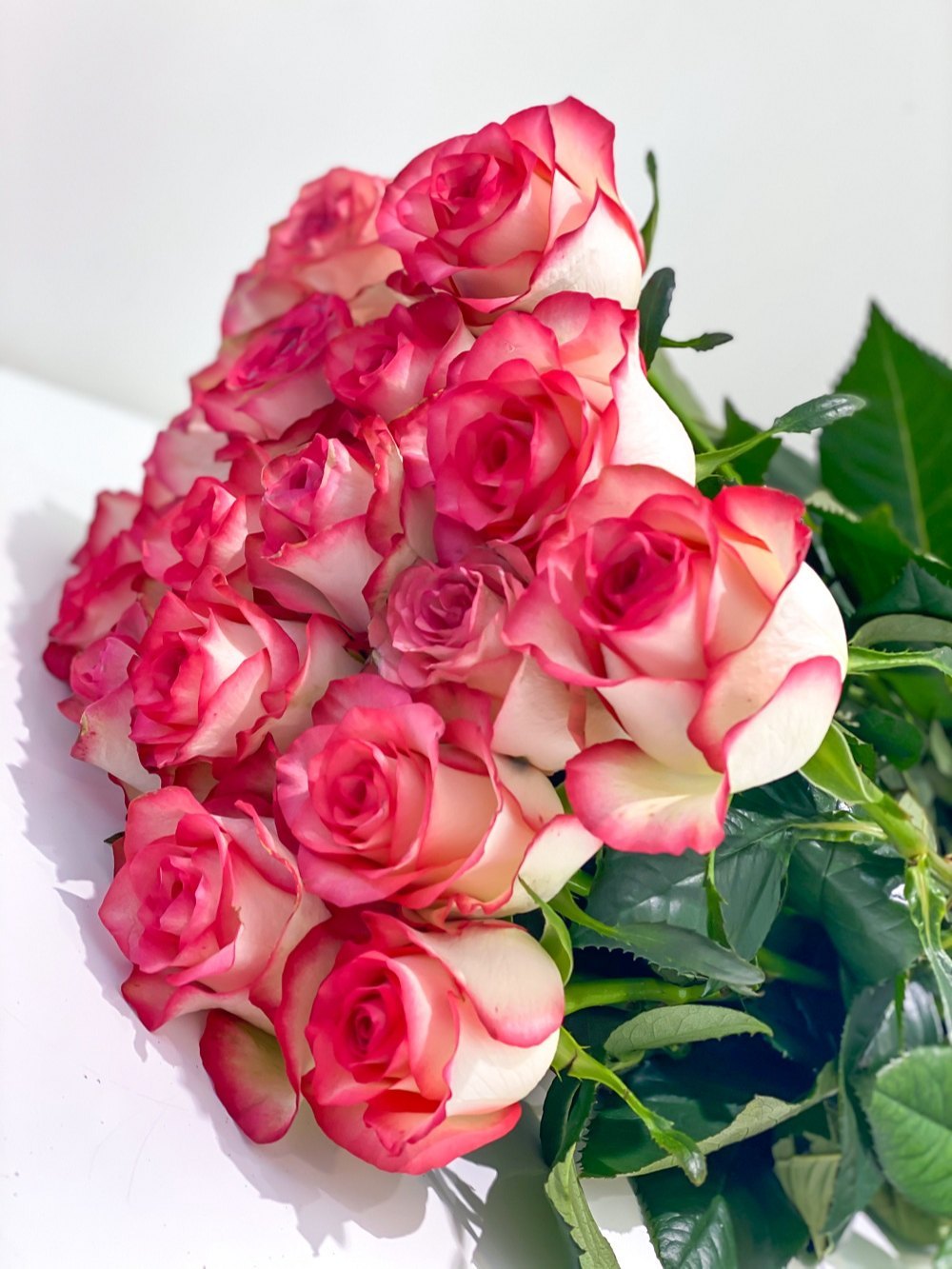 White Pink Rose Flower Seeds for Planting – Heirloom, Non-GMO, High Germination Organic Garden Seeds, Easy to Grow