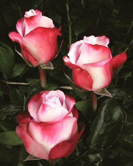 White Pink Rose Flower Seeds for Planting – Heirloom, Non-GMO, High Germination Organic Garden Seeds, Easy to Grow