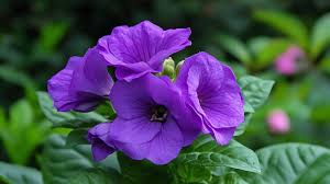 Dark Purple Gloxinia Flower Seeds for Planting – Premium Quality, Heirloom & Non-GMO Seeds for Home Garden, 100pcs