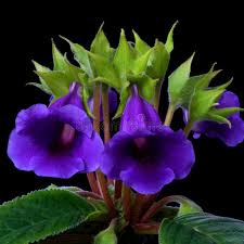 Dark Purple Gloxinia Flower Seeds for Planting – Premium Quality, Heirloom & Non-GMO Seeds for Home Garden, 100pcs