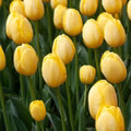 Light Yellow Tulip Flower Seeds for Planting – Heirloom, Non-GMO Compact-Growth Organic Garden Seeds
