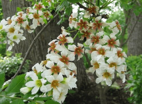 Xanthoceras Sorbifolium Flower Seeds for Planting – Heirloom, Non-GMO, High Germination