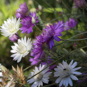 Flower Seeds, Seeds,Seeds For Planting,Plant Seeds