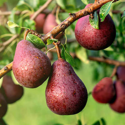 Red Bartlett Pear Fruit Seeds for Planting – Heirloom Non-GMO Crisp Juicy Tree Seeds with High Germination