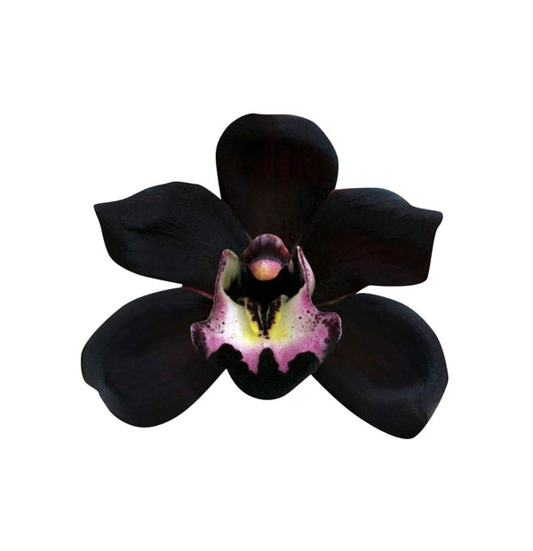 Black Orchid Flower Seeds for Planting – 100 pcs Heirloom, Non-GMO, High Germination Organic Garden Seeds