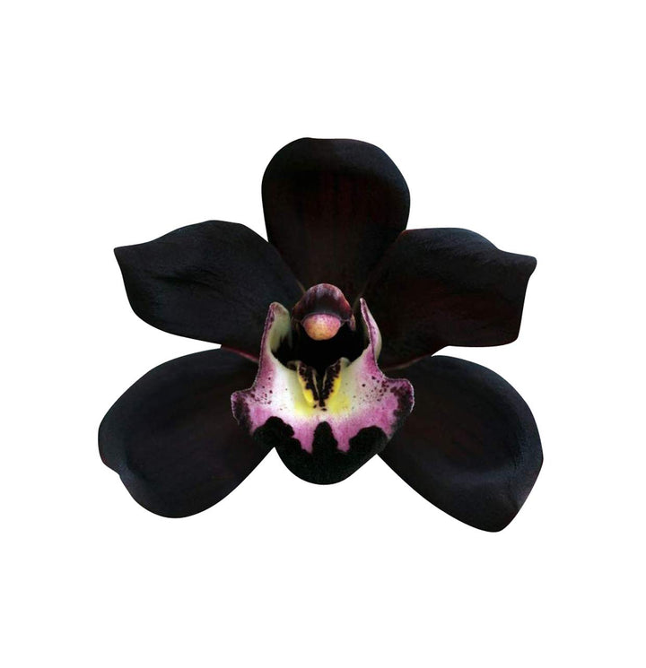 Black Orchid Flower Seeds for Planting – 100 pcs Heirloom, Non-GMO, High Germination Organic Garden Seeds